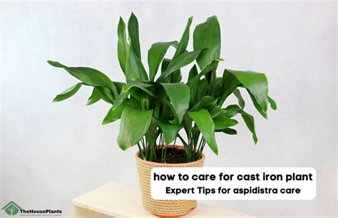 How To Care For Cast Iron Plant Expert Tips For Aspidistra Care