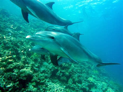 Image libre Sous marin poisson eau océan requin faune mer