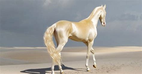 Most Beautiful Horse In The World 2019 at Betty Crosby blog