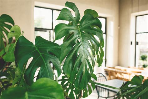 9 Best Large Indoor Plants For Making A Big Statement