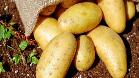 11 Benefícios Das Batatas à Saúde