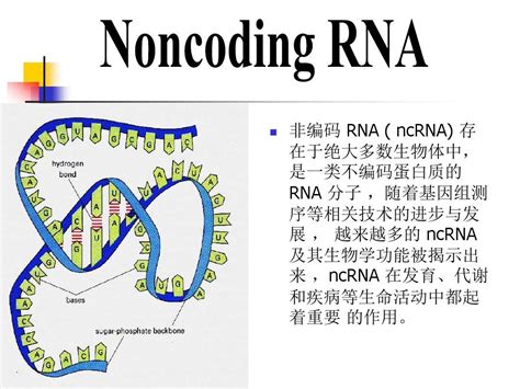 非编码rna的研究进展word文档在线阅读与下载无忧文档