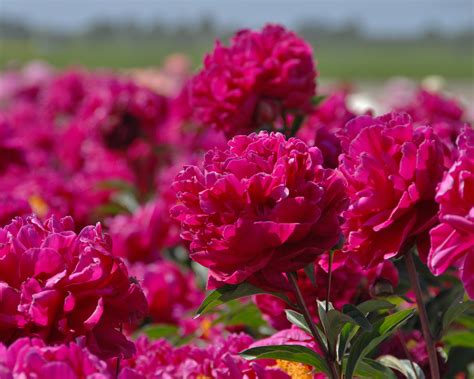 Paeonia Lactiflora Félix Crousse Bare Roots — Buy Magenta Purple