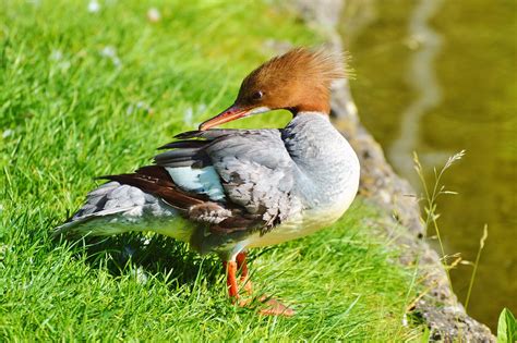 Merganser Ducks Waterfowl - Free photo on Pixabay - Pixabay