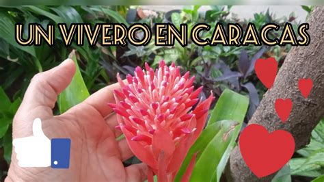 Tour Por Un Vivero En Caracas YouTube