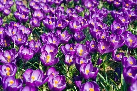 Crocus Vernus Flower Record Dutch Crocus