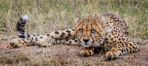 Laying Cheetah Staring Stock Photo Image Of Staring 49069474