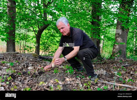 Man Picking Common Morel Morchella Esculenta Fungus Alsace France