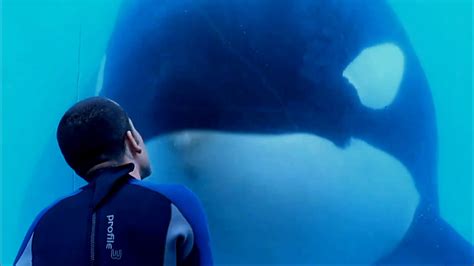 The Story Of A Killer Whale In Blackfish Dramatic First Trailer