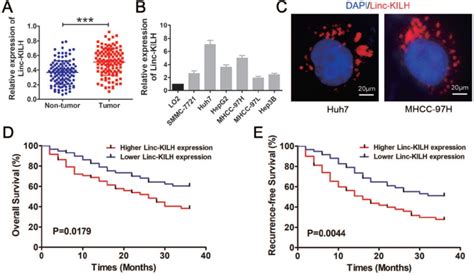 Linc Kilh Is Up Regulated In Hcc Tissues And Correlated With The