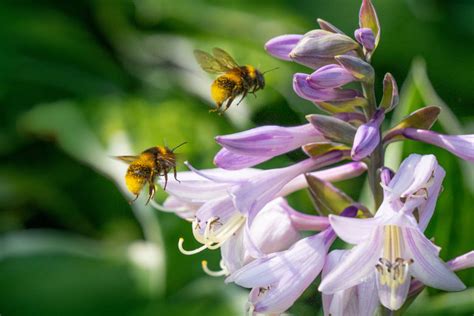 Adorabili bombi: osservano i loro simili più esperti per imparare a ...