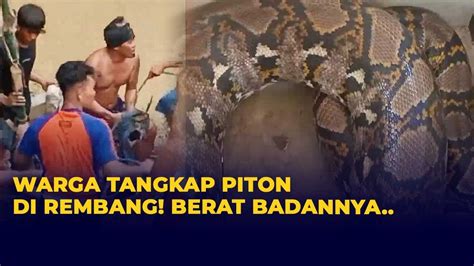 Detik Detik Warga Rembang Tangkap Ular Piton Seberat 30 Kg YouTube