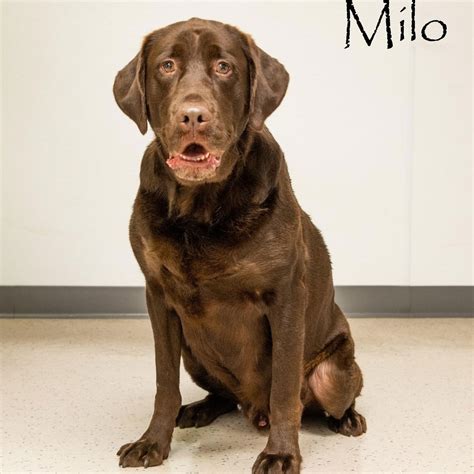 Dog For Adoption Milo A Chocolate Labrador Retriever In North Peoria