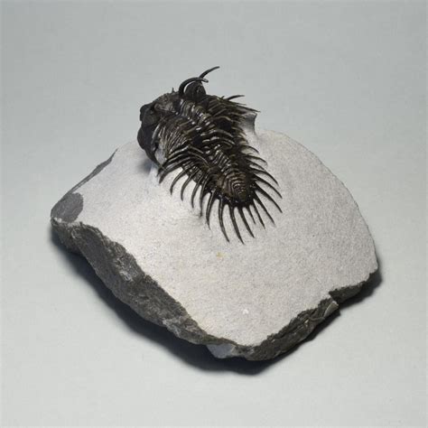 Large And Magnificent Spiny Trilobite Comura Bultyncki