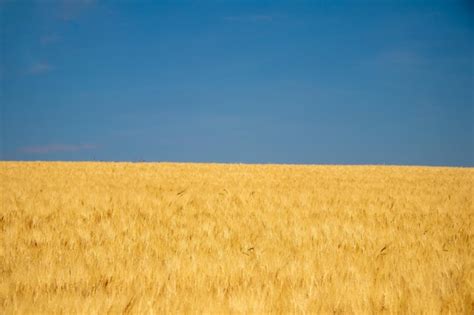 Premium Photo Blue Sky And Gold Ripe Wheat Colors Of Ukrainian Flag