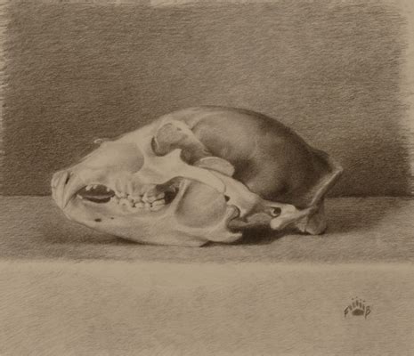 Anatomy Study of Bear Skull