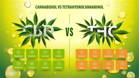 CBD Vs THC Green Information Poster With Infographic And List Of