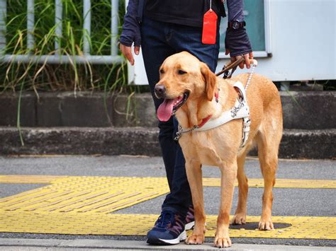 日本ライトハウス盲導犬訓練所｜社会で支え合う盲導犬育成を目指して（日本ライトハウス 盲導犬訓練所 20230508 公開） クラウド