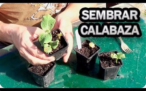 Gu A F Cil Para Sembrar Calabaza En Casa Cultiva Tus Propias Calabazas