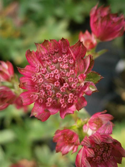 Astrantia Major ‘venice Penlan Perennials Nursery