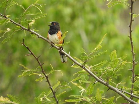 Spotted Towhee From Acultzingo Ver M Xico On June At