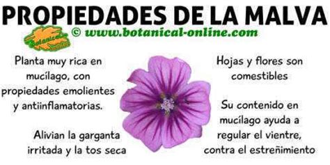 Propiedades De La Malva Botanical Online