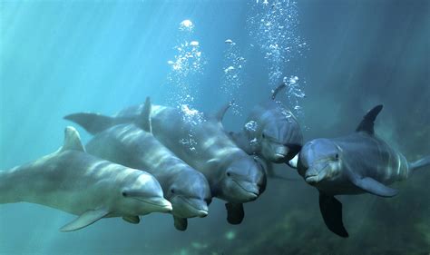 Dolphin HD Wallpapers, Pictures, Images