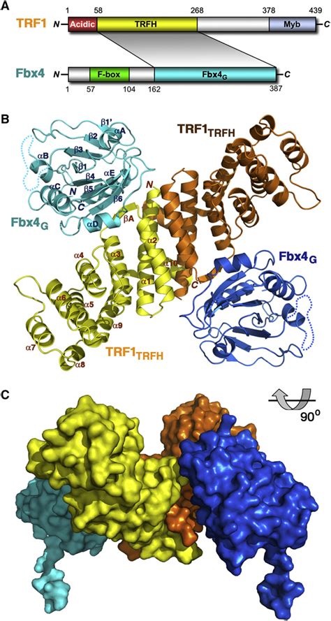 Figure 1 From Structural Basis Of Selective Ubiquitination Of Trf1 By