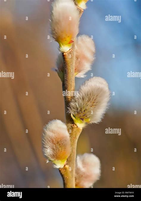 Macro Of Pussy Willows On A Branch Stock Photo Alamy