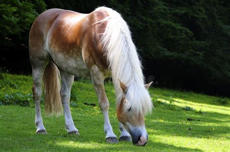 Running Haflinger Horse Stock Image Image Of Horse Pony 802899