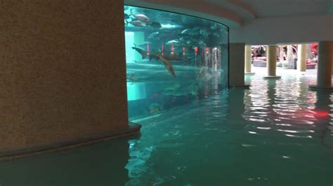 Shark Pool At The Golden Nugget Las Vegas Youtube