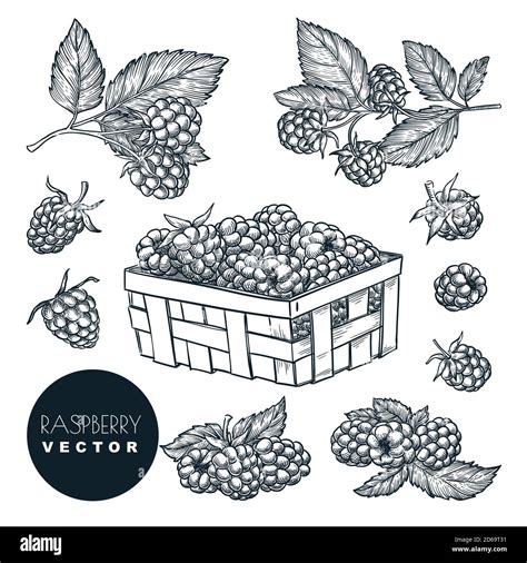 Raspberry Berries Sketch Vector Illustration Blackberry Harvest In