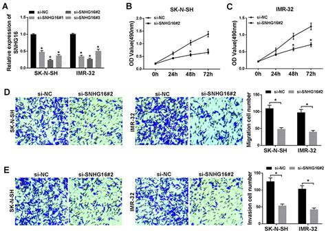 Long Non Coding Rna Snhg16 Facilitates Proliferation Migration Invas