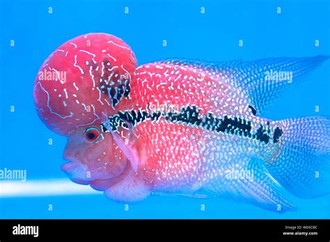 Flowerhorn Cichliden Bunte Fische Schwimmen Im Aquarium Dies Ist Ein