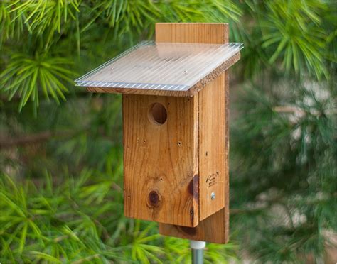 Sparrow Resistant Bluebird House Plans Plougonver