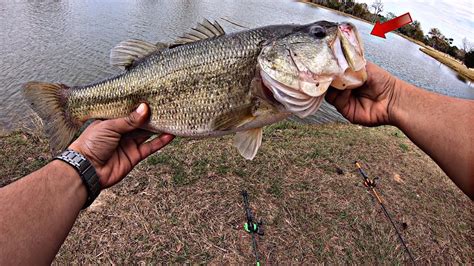 Golf Course Ponds Carry Big Bass Bass Manager The Best Bass