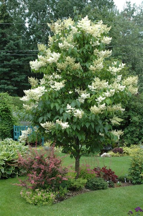 Stunning Japanese Silk Lilac Tree Cedar Artificial