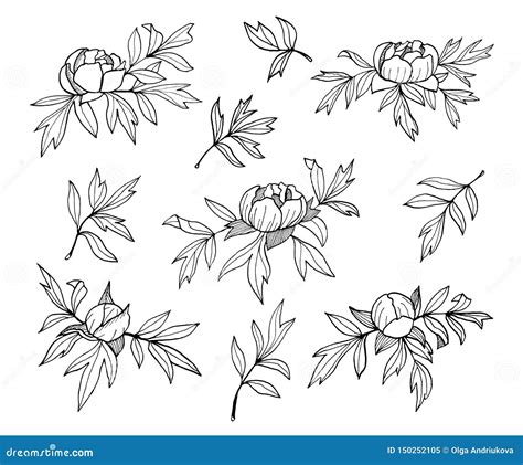 Peony Flowers Buds And Leaves Line Monochrome Illustration Hand Drawn