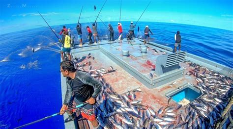 MIFCO To Only Weigh Five Ton Fish For Each Vessel Per Day Starting