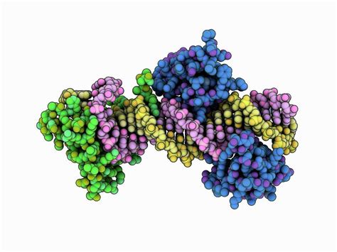 Transcription Factor Dna Complex By Laguna Design Science Photo Library