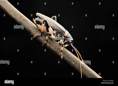 Raspy Cricket Gryllacrididae Fraser S Hill Malaysia Stock Photo Alamy