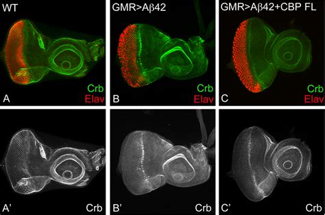 Neuroprotective Function Of Cbp May Be Mediated Through Crb A A