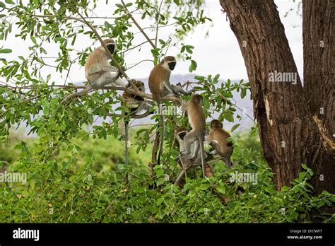 Singe Grivet Banque De Photographies Et Dimages Haute R Solution Alamy