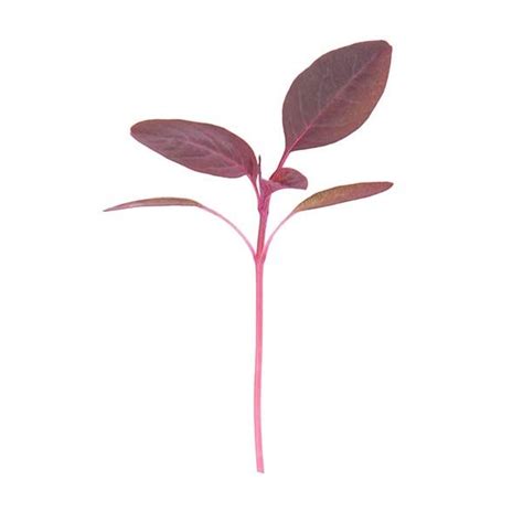 Organic Non Gmo Red Amaranth Microgreens