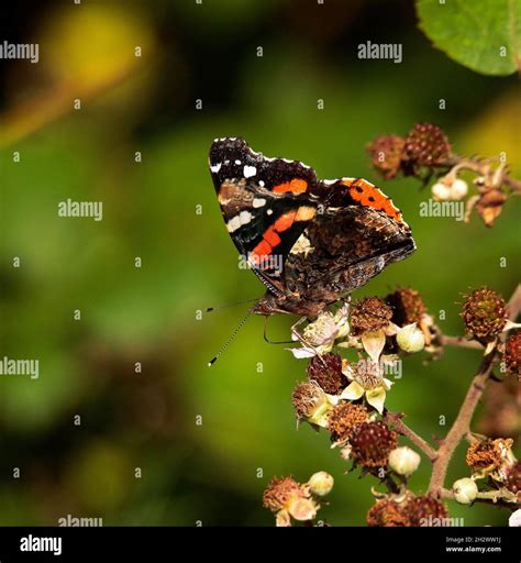 Red Admiral Butterfly Stock Photo Alamy