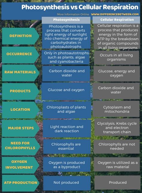 Difference Between Photosynthesis And Cellular Respiration Compare The Difference Between