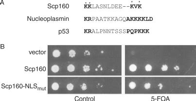 Functional Analysis Of Scp160 NLSmut A An Alignment Of The Predicted