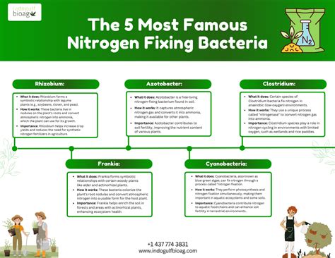 What Is the Role of Nitrogen-Fixation Bacteria? | by Isabella Brown ...