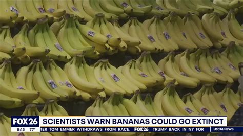 Will Bananas Go Extinct Fungal Disease Threatens Popular Variety