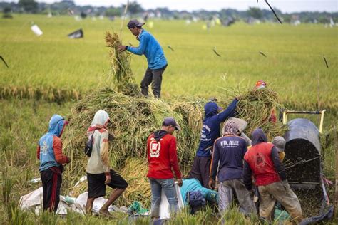 Survei Litbang Kompas 64 2 Persen Responden Anggap Petani Beras